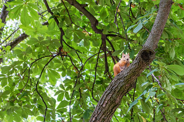 Fototapeta na wymiar Eurasian red squirrel sitting high up on tree branch holding food