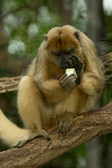 Black-howler monkey (Alouatta caraya).