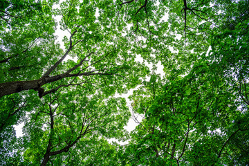 Fototapeta na wymiar Looking up at beautiful green canopies of trees in a forest