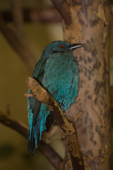 Obraz premium Asian fairy-bluebird (Irena puella). Female.