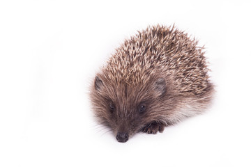 Hedgehog isolated on white background Close-up 
