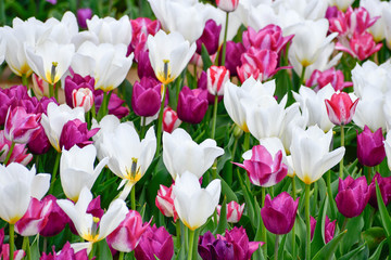 tulips in the garden