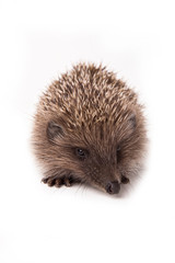Hedgehog isolated on white background Close-up 