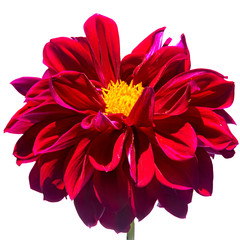 Red Dahlia, National flower of Mexico