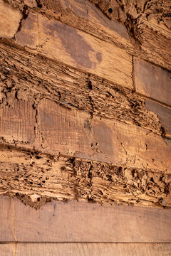 Old wooden walls have been decayed because of termites eating.