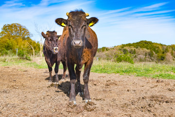 牧場の見つめる放牧牛和牛