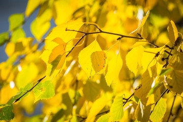 Fading yellow birch leaves in the sun.