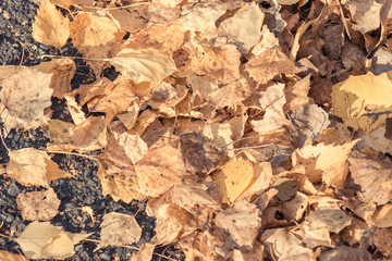 Birch yellow leaves fallen from tree lie on asphalt road on an autumn day.