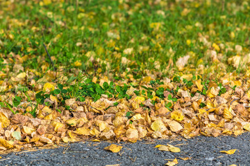 Birch yellow leaves fallen from tree lie on asphalt road on an autumn day.