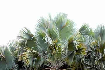 Many palm trees on a white background