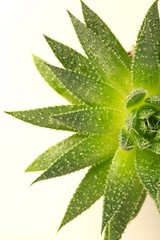 Aloe Vera plant - beige background