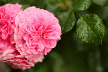 Pink flower growing on a plant