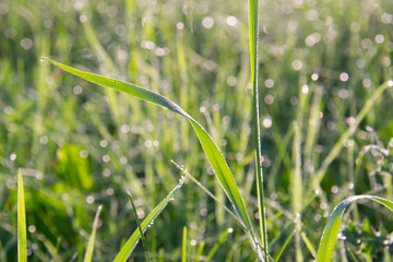 Water drops of dew on green grass in sunlight in a field during sunrise