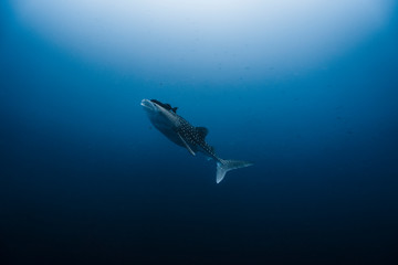 Obraz premium Juvenile Whark Shark stopping to Feed 