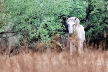 White Wild Horse in Field Looking at Camera