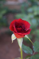 Rosa / Flor / Roja / Naranja
