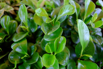 Ornamental plants. Beautiful nature scene with blooming ornamental plants in sun flare. Alternative medicine Spring Daisy. Summer flowers. Beautiful meadow. Summer background