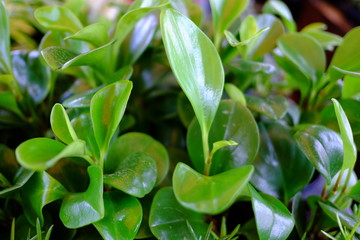 Ornamental plants. Beautiful nature scene with blooming ornamental plants in sun flare. Alternative medicine Spring Daisy. Summer flowers. Beautiful meadow. Summer background