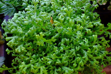 Ornamental plants. Beautiful nature scene with blooming ornamental plants in sun flare. Alternative medicine Spring Daisy. Summer flowers. Beautiful meadow. Summer background