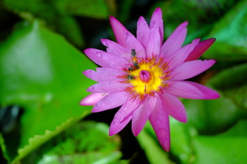 Ornamental plants. Beautiful nature scene with blooming ornamental plants in sun flare. Alternative medicine Spring Daisy. Summer flowers. Beautiful meadow. Summer background