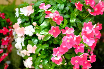 Ornamental plants. Beautiful nature scene with blooming ornamental plants in sun flare. Alternative medicine Spring Daisy. Summer flowers. Beautiful meadow. Summer background