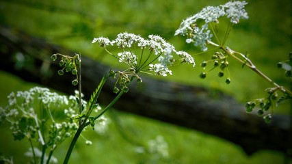 small flowers