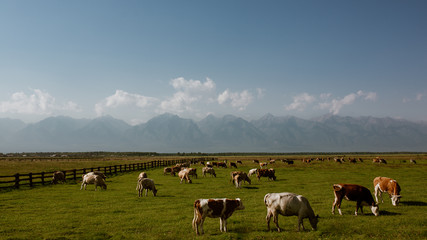 Fototapeta na wymiar Cows in the Russian countryside, Siberian steppes