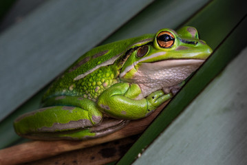 a green and golden bell frog close-up showing details of its body 