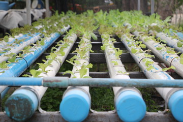 rows of pipes