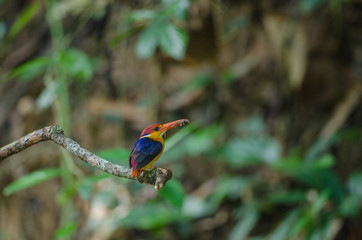 Black backed Kingfisher or Oriental Dwarf Kingfisher