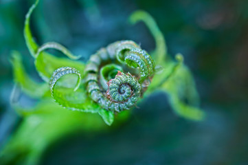 Fern leaf unfurling in macro close up view. © wishfaery14