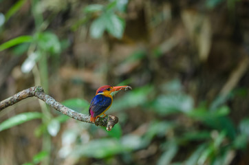 Black backed Kingfisher or Oriental Dwarf Kingfisher
