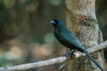 Racket-tailed Treepie.(Crypsirina temia)
