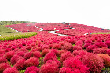 Red Kochia scoparia grass mountain filed (Kochia scoparia) at Hitachi Seaside Park ,people sightseeing on raining day in autumn season with white isolated sky at Ibaraki, Japan
