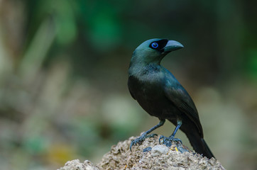 Racket-tailed Treepie.(Crypsirina temia)