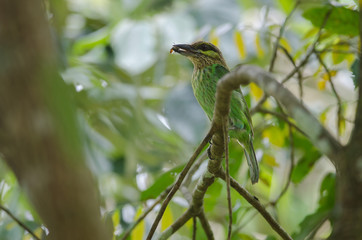 Green-eared Barbet(Megalaima faiostricta)