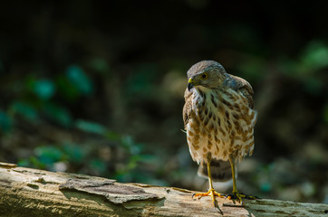 Besra Sparrowhawk (Accipiter virgatus fuscipectus)