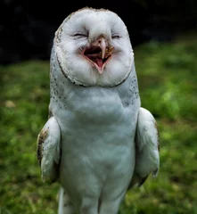 Foto op Canvas A Australian barn owl standing up and open beak appears to be laughing   © Carolyn