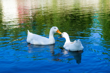 Two ducks swim in a blue lake.Farm with animals