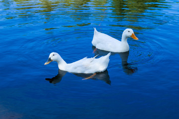 Fototapeta na wymiar Two ducks swim in a blue lake.Farm with animals