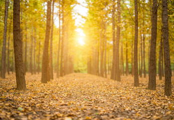Golden ginkgo forest in autumn
