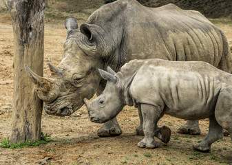 Obraz premium A mother rhino and her little baby standing close together next to a tree trunk. 