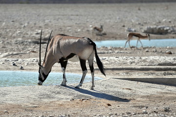 The animals came to drink water in Namibia.