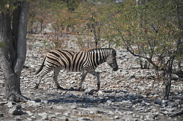 Zebra wanders in the savannah in Namibia.