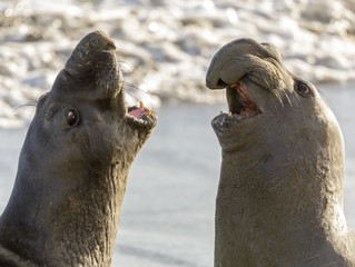Northern Elephant Seal Adult Males Fighting for Dominance. Point Piedras Blancas, San Simeon, California, USA.