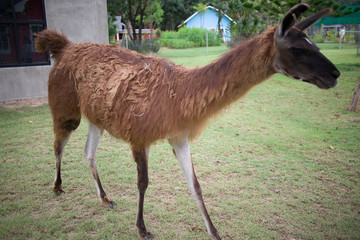 ฺBrown Lama  looking front