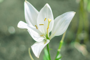 Fototapeta na wymiar Bright white lily flower in a sunny garden