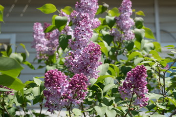 Lilac Bush ordinary (lat. Syrínga vulgáris) blooms on the background of a village house in the spring.