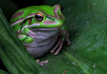A little fat, green and golden bell frog sitting on a leaf watching with its big orange and black eye
