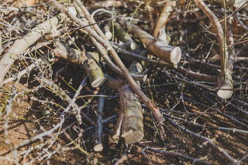 branches cut off a tree piled up on the ground